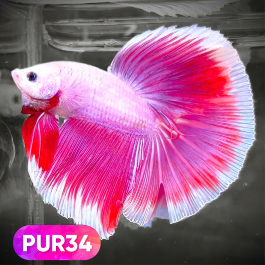 Purple Halfmoon Male Betta Fish | You Pick Fish | Order Directly From Farm