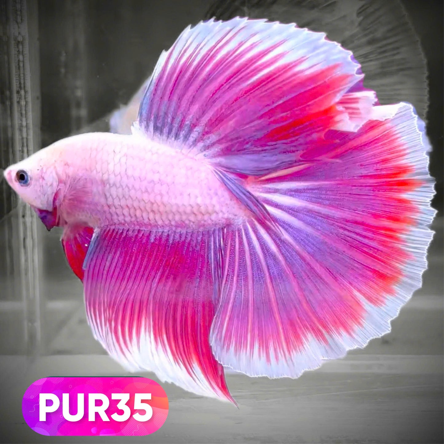 Purple Halfmoon Male Betta Fish | You Pick Fish | Order Directly From Farm