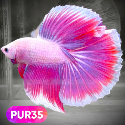 Purple Halfmoon Male Betta Fish | You Pick Fish | Order Directly From Farm