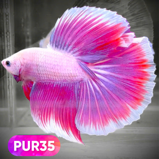 Purple Halfmoon Male Betta Fish | You Pick Fish | Order Directly From Farm