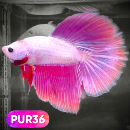 Purple Halfmoon Male Betta Fish | You Pick Fish | Order Directly From Farm