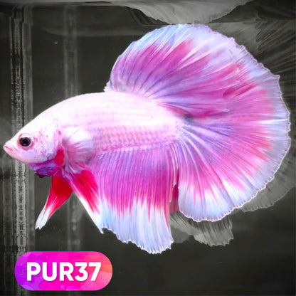 Purple Halfmoon Male Betta Fish | You Pick Fish | Order Directly From Farm