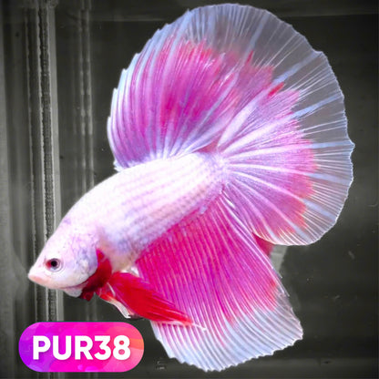 Purple Halfmoon Male Betta Fish | You Pick Fish | Order Directly From Farm