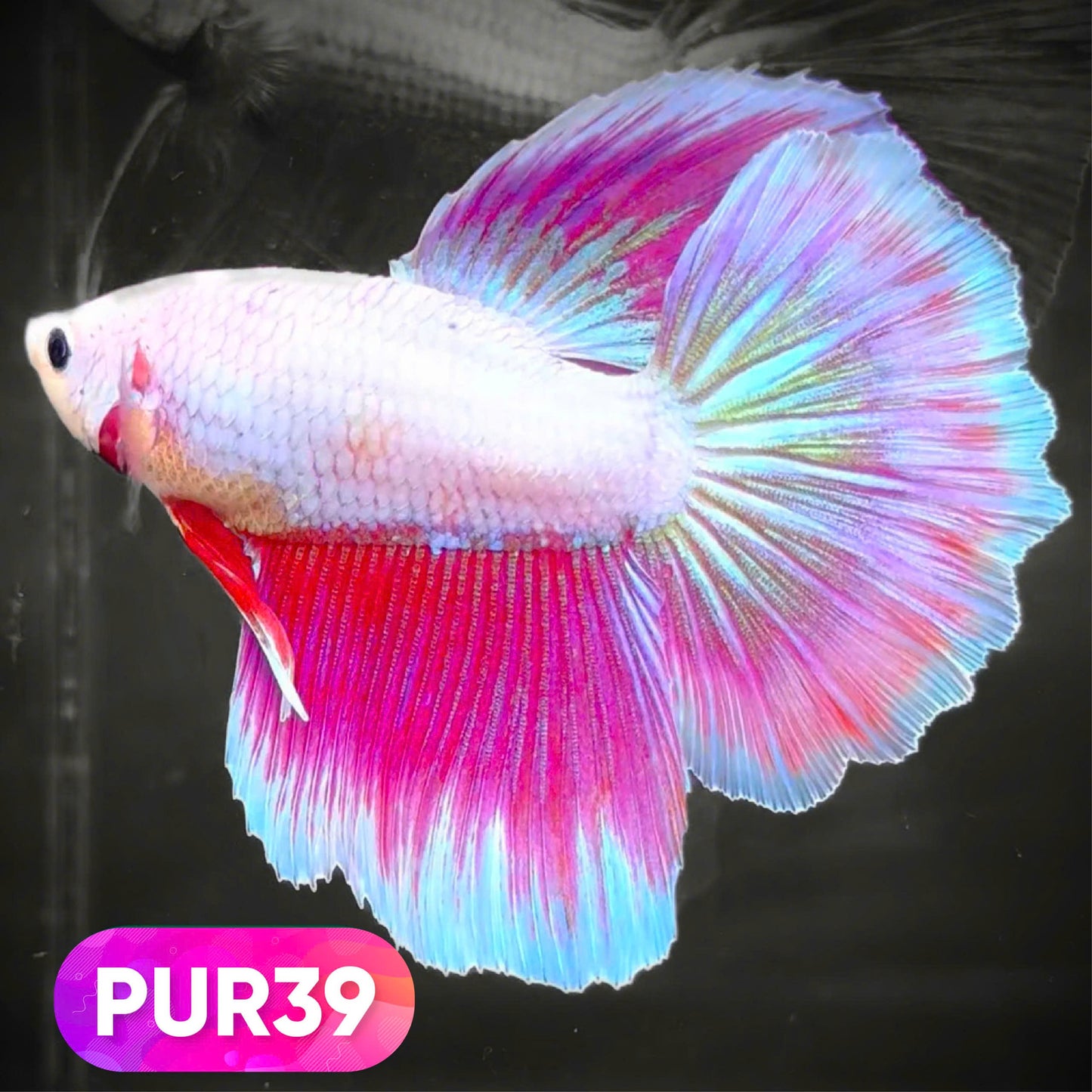 Purple Halfmoon Male Betta Fish | You Pick Fish | Order Directly From Farm