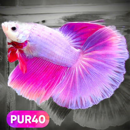 Purple Halfmoon Male Betta Fish | You Pick Fish | Order Directly From Farm