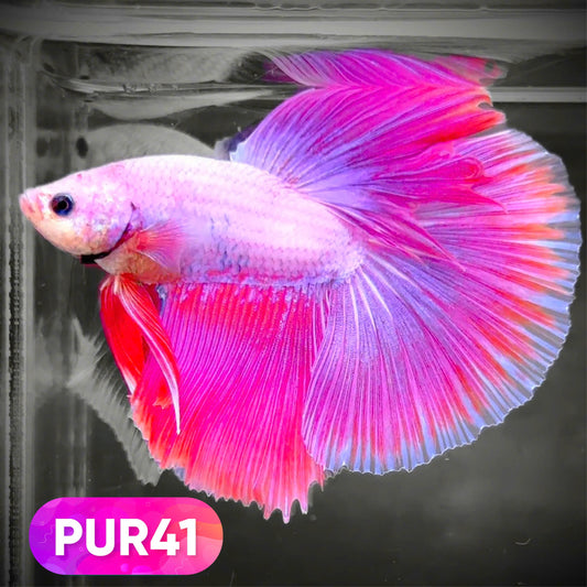 Purple Halfmoon Male Betta Fish | You Pick Fish | Order Directly From Farm