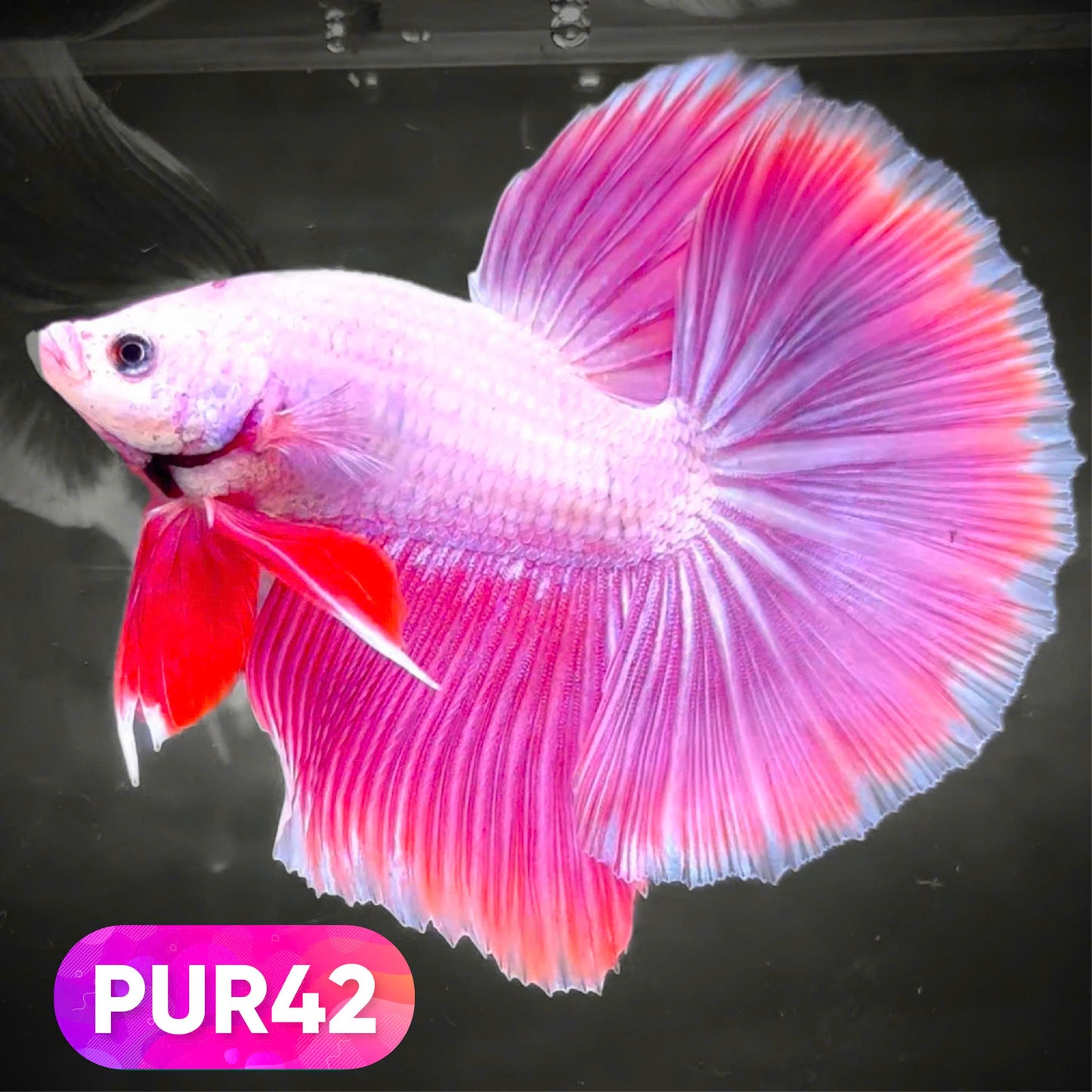 Purple Halfmoon Male Betta Fish | You Pick Fish | Order Directly From Farm