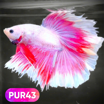 Purple Halfmoon Male Betta Fish | You Pick Fish | Order Directly From Farm