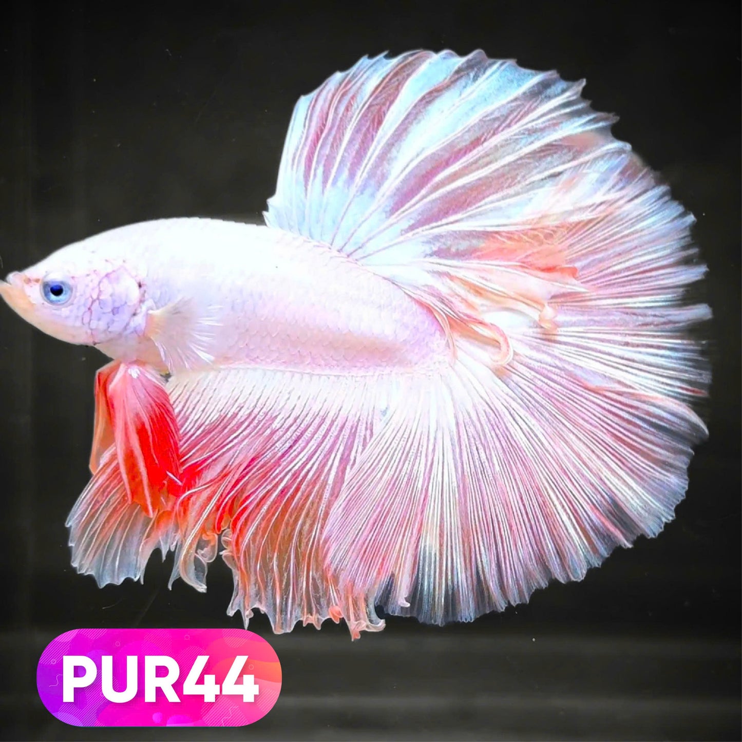 Purple Halfmoon Male Betta Fish | You Pick Fish | Order Directly From Farm