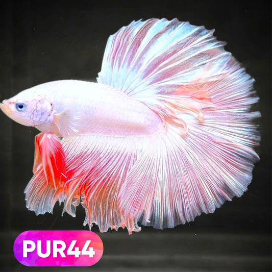 Purple Halfmoon Male Betta Fish | You Pick Fish | Order Directly From Farm