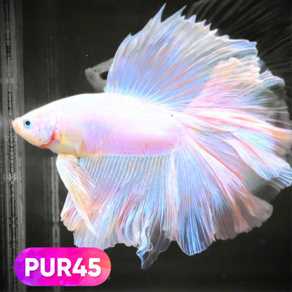 Purple Halfmoon Male Betta Fish | You Pick Fish | Order Directly From Farm