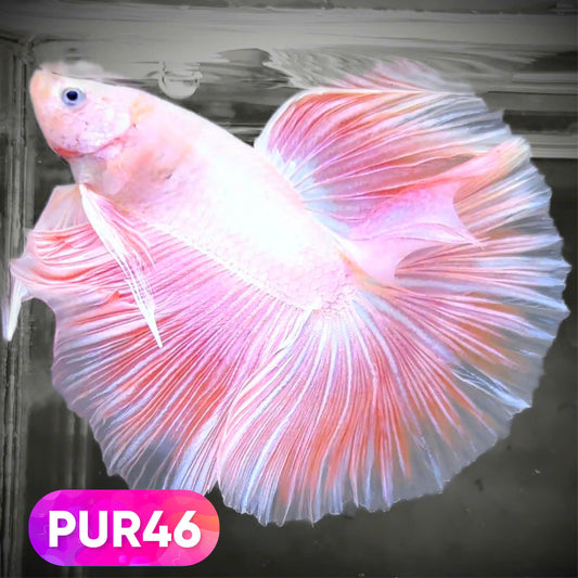 Purple Halfmoon Male Betta Fish | You Pick Fish | Order Directly From Farm