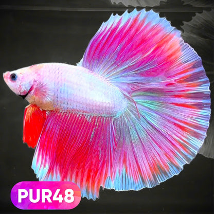 Purple Halfmoon Male Betta Fish | You Pick Fish | Order Directly From Farm