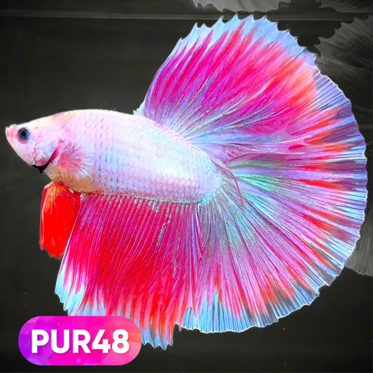 Purple Halfmoon Male Betta Fish | You Pick Fish | Order Directly From Farm