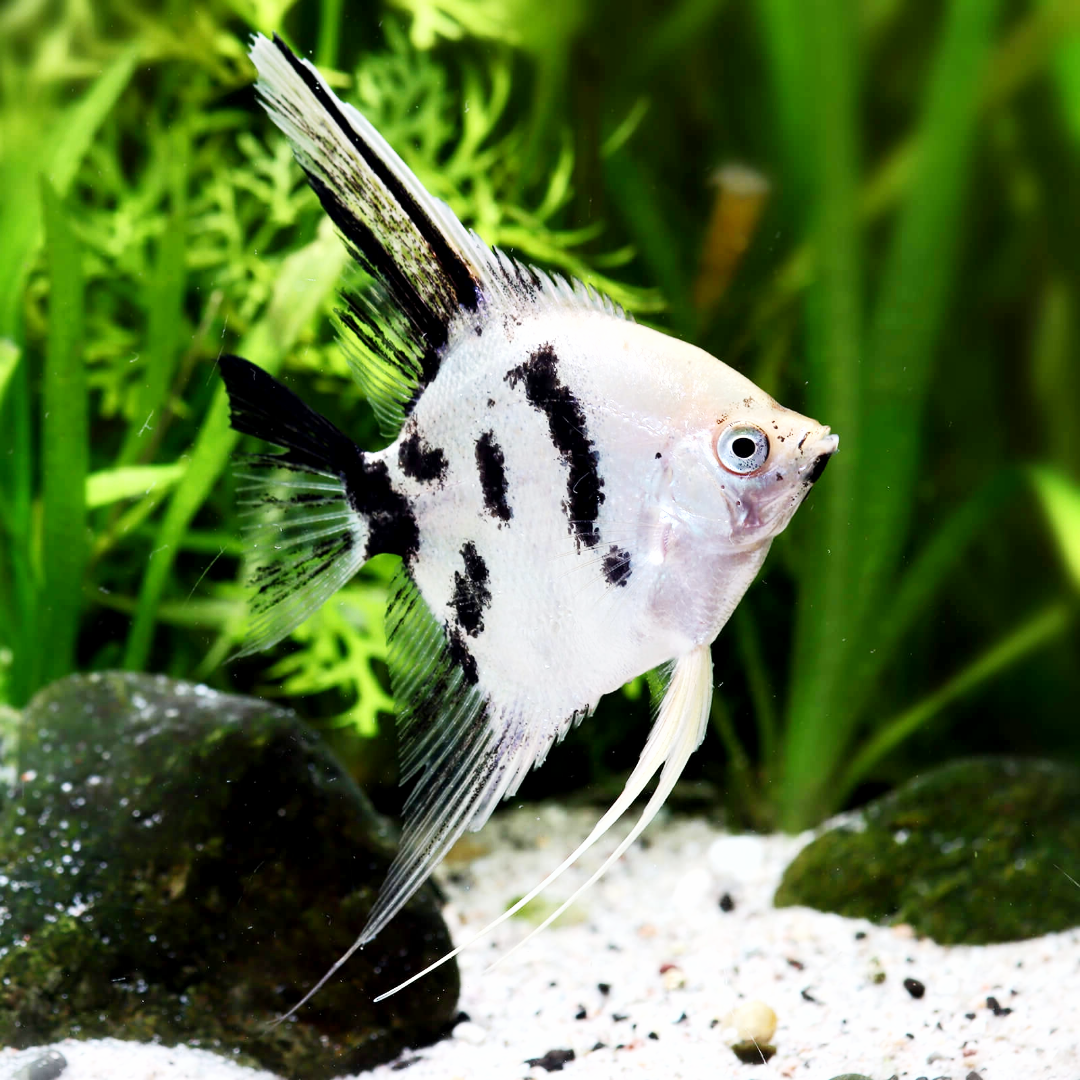 Perfect Triangle Fish Black And White Triangle Fish