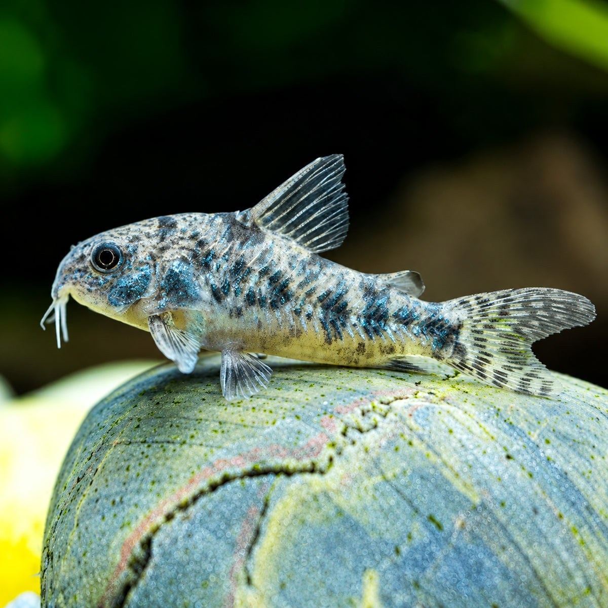 Peppered Cory Catfish – Corydoras Paleatus