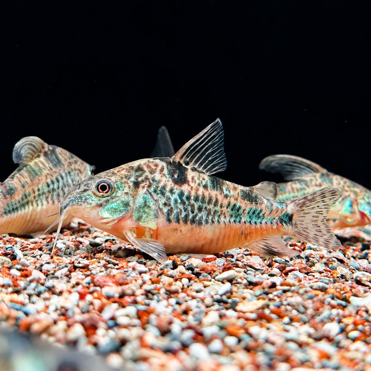 Peppered Cory Catfish – Corydoras Paleatus