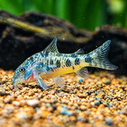 Peppered Cory Catfish – Corydoras Paleatus