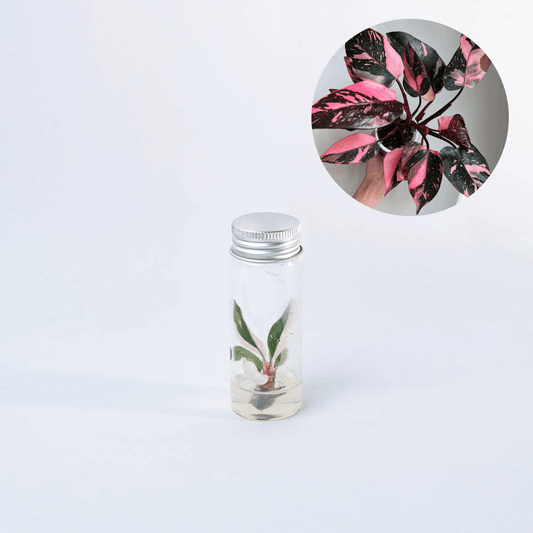 Variegated Philodendron Pink Princess Tissue Culture Plant