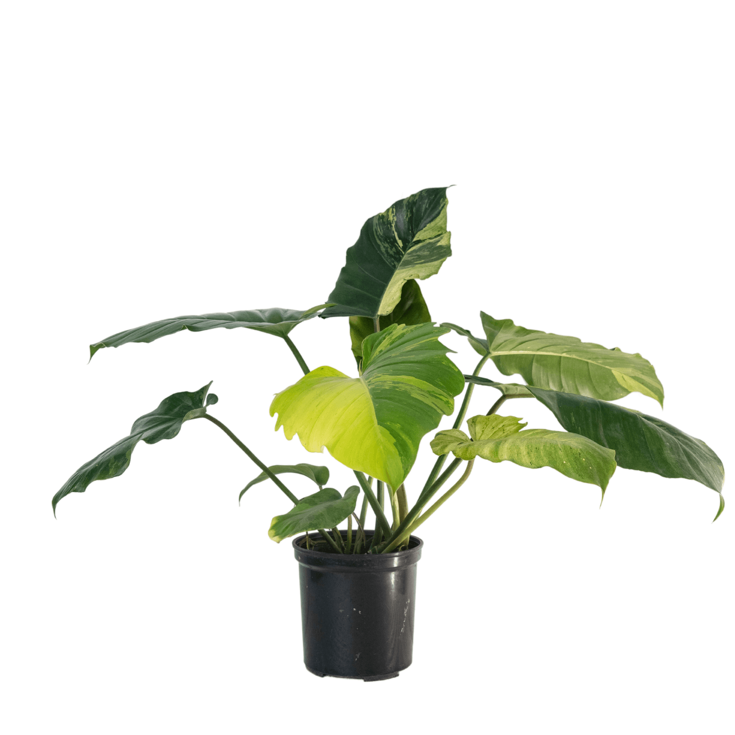 Variegated Philodendron Jungle Fever Plant
