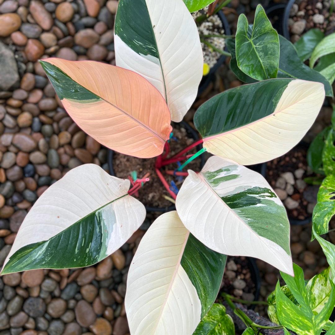 Variegated Red Congo Plant