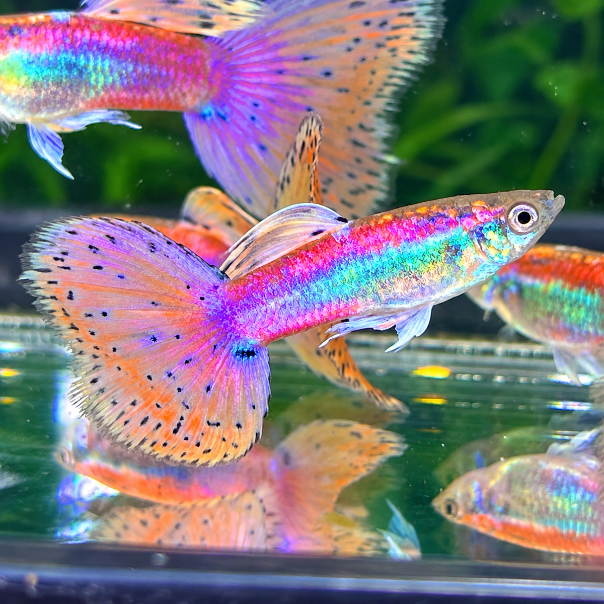 Pink Grass Fancy Guppy Fish | Exotic Guppy