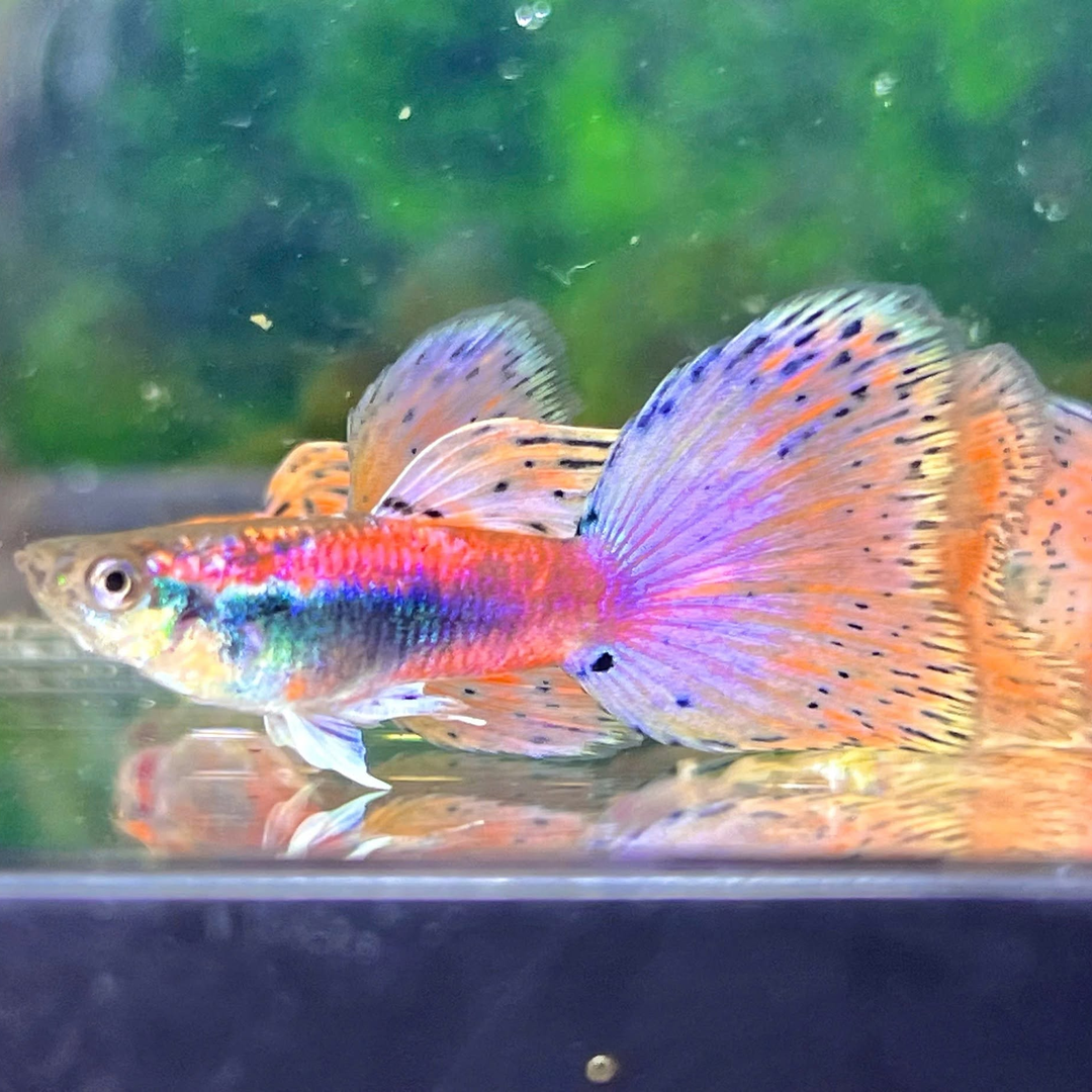 Pink Grass Fancy Guppy Fish | Exotic Guppy