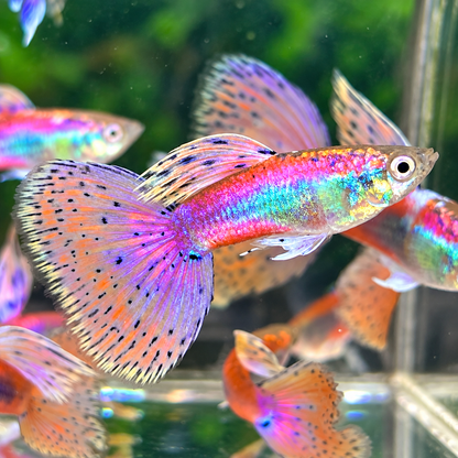 Pink Grass Fancy Guppy Fish | Exotic Guppy
