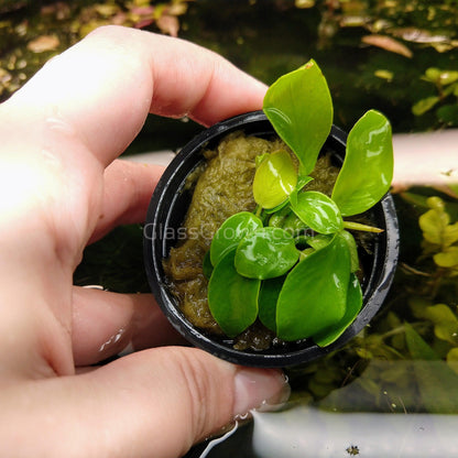 Potted Anubias Nana Gold