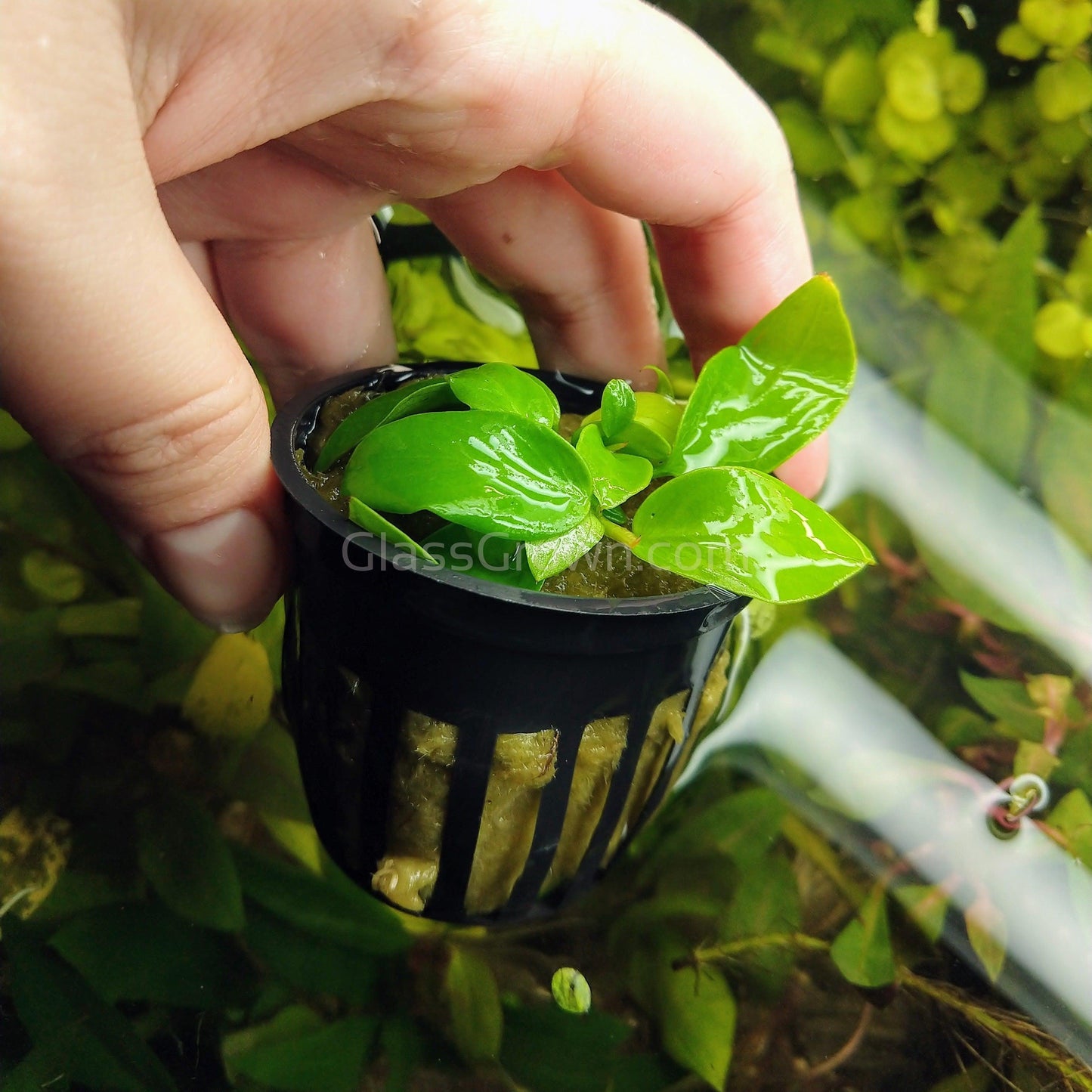 Potted Anubias Nana Gold