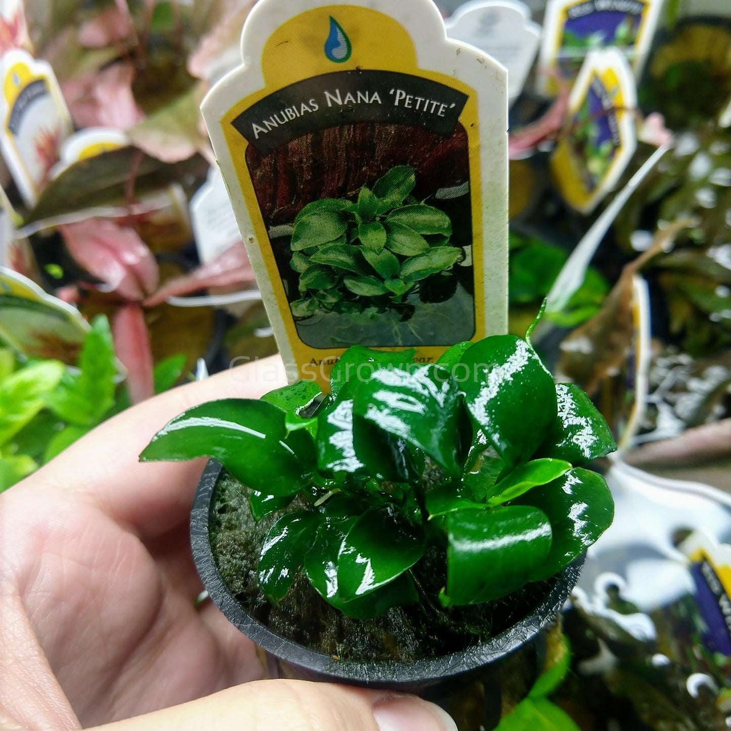 Potted Anubias Nana Petite