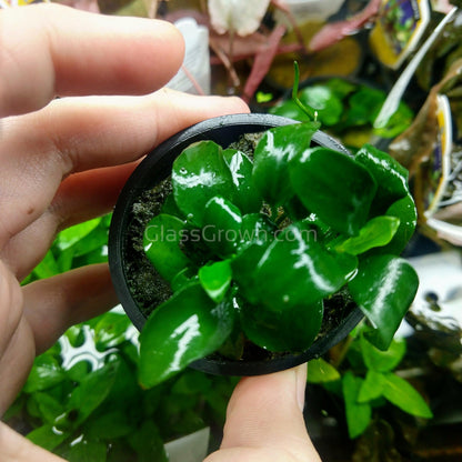 Potted Anubias Nana Petite