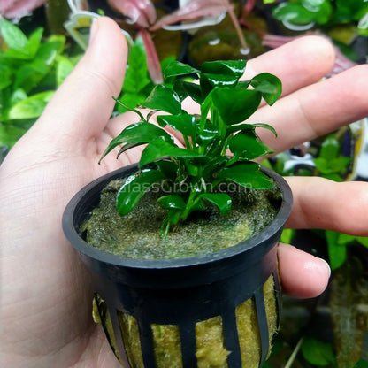 Potted Anubias Nana Petite