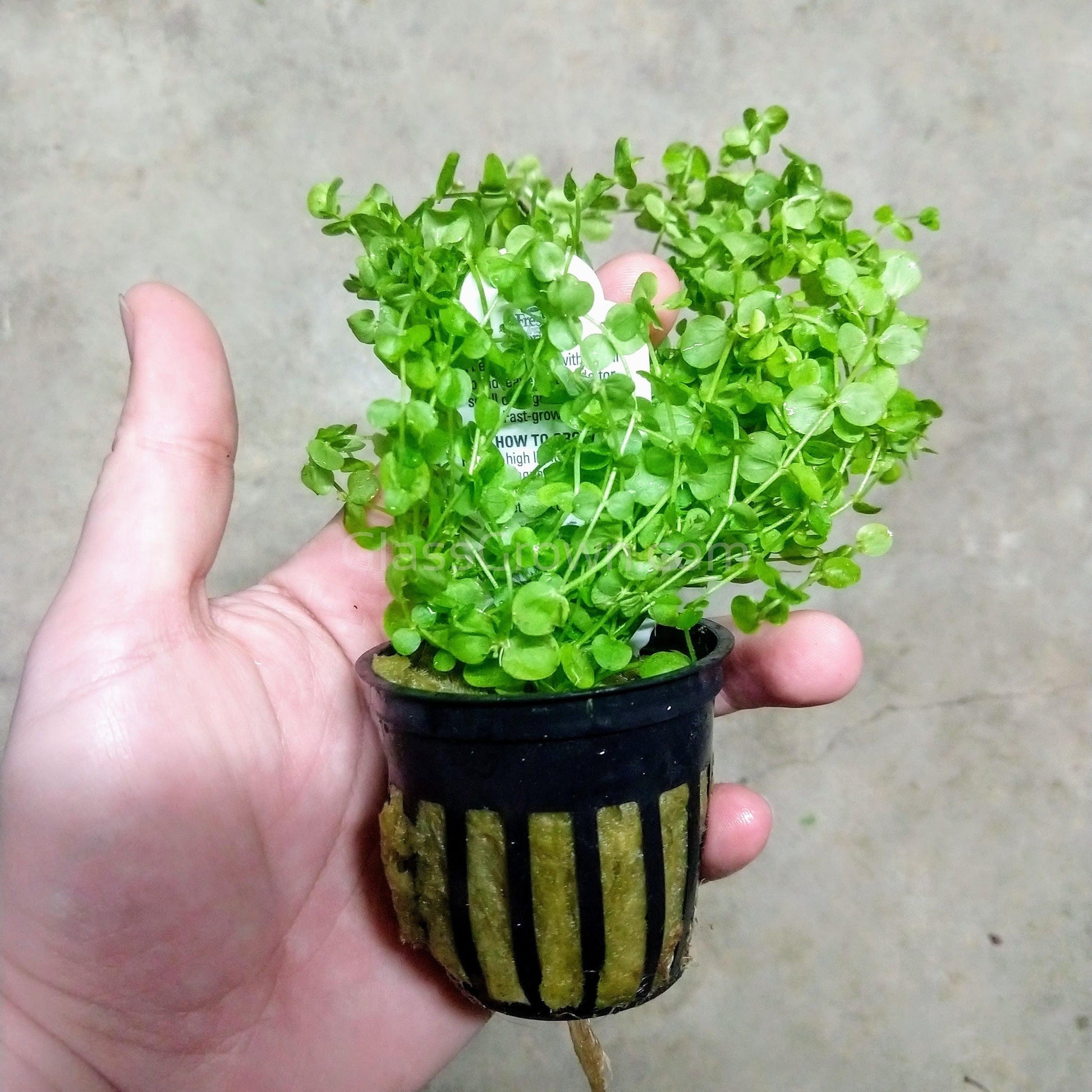 Potted Baby Tears