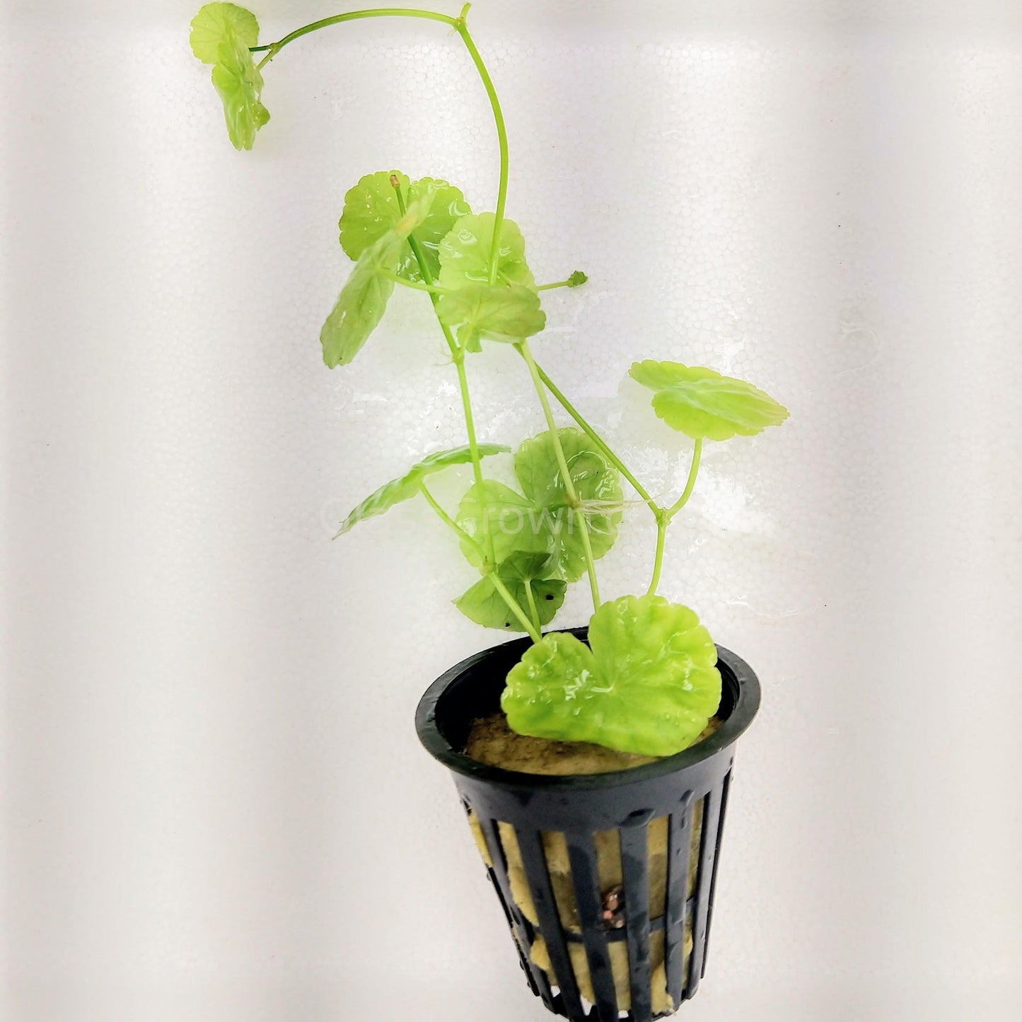 Potted Brazilian Pennywort