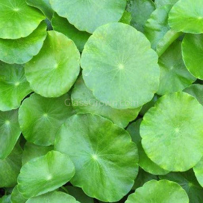 Potted Brazilian Pennywort