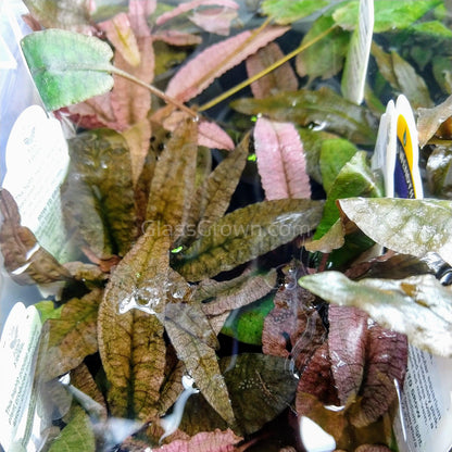 Potted Cryptocoryne Wendtii Flamingo