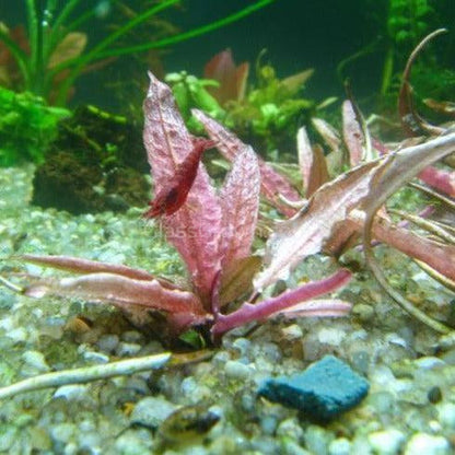 Potted Cryptocoryne Wendtii Flamingo