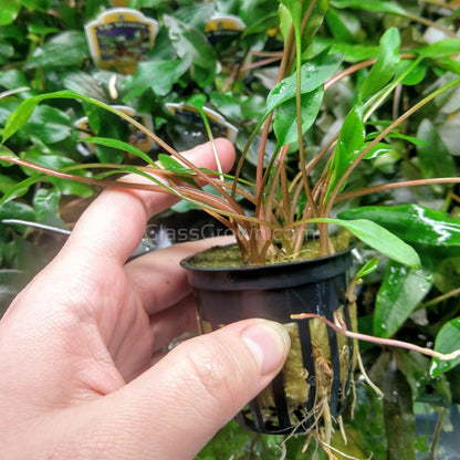 Potted Cryptocoryne Lutea