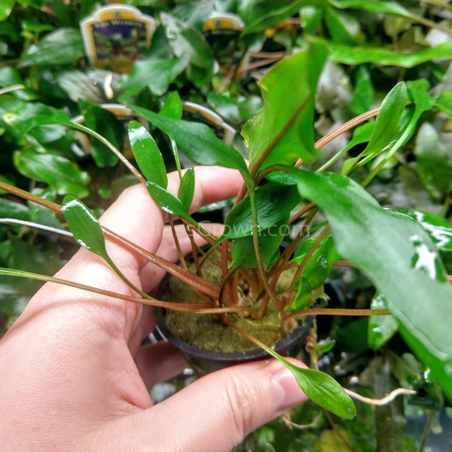 Potted Cryptocoryne Lutea