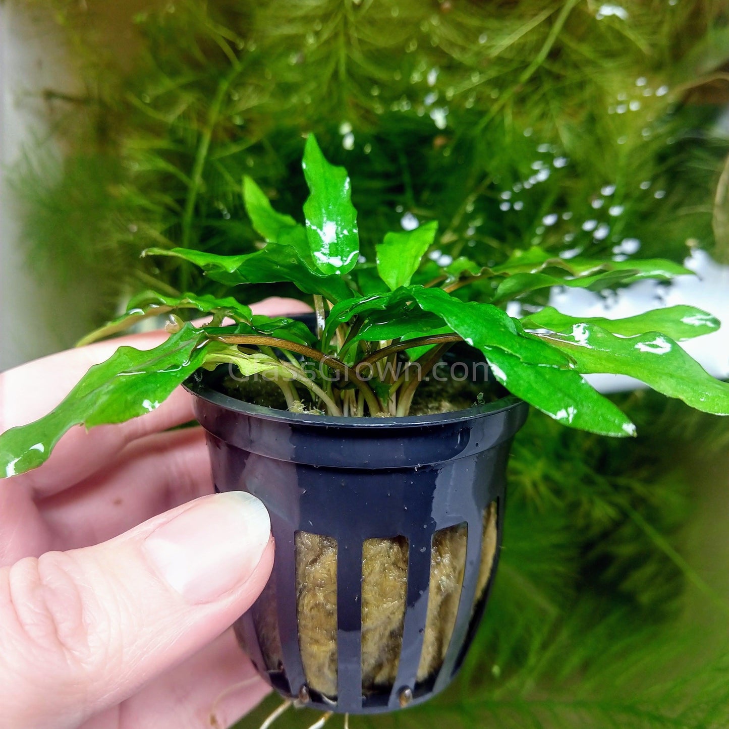 Potted Cryptocoryne Wendtii Green