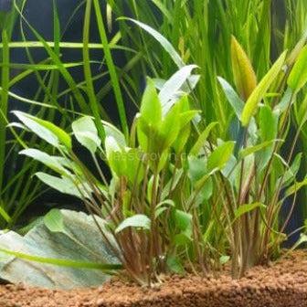 Potted Cryptocoryne Wendtii Red