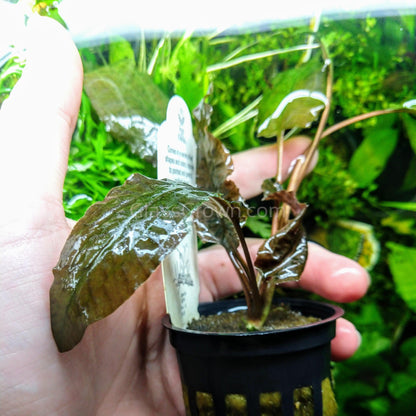 Potted Cryptocoryne Wendtii Tropica