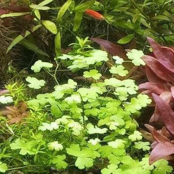 Potted Hydrocotyle tripartita Japan