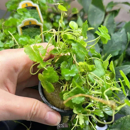 Potted Hydrocotyle tripartita Japan