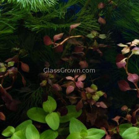 Potted Ludwigia Natans Super Red Mini