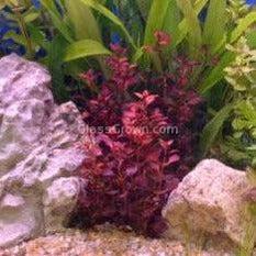 Potted Ludwigia Natans Super Red Mini