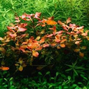 Potted Ludwigia Natans Super Red Mini