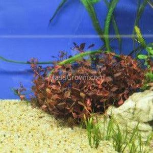 Potted Ludwigia Natans Super Red Mini