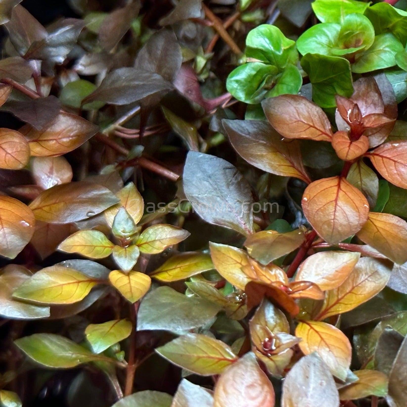 Potted Ludwigia Natans Super Red Mini